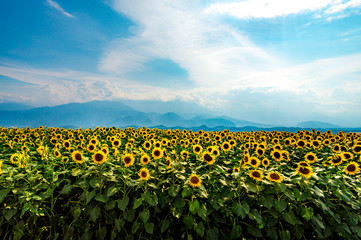 Sunflower field under the blue sky