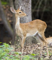 Naklejka na ściany i meble Image of young sambar deer on nature background.