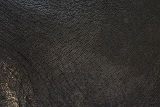 close-up of elephant skin texture abstract background