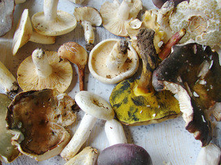 assortment of mushrooms 