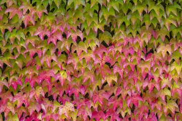 Boston Ivy (Parthenocissus tricuspidata) on a wall
