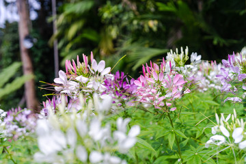 Pink Purple And White Spider flower (Cleome hassleriana) in park