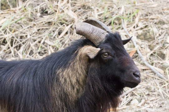 Image of a goat on nature background.
