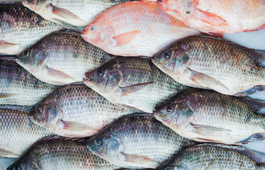 Black Tilapia or Tilapia and Red Tilapia for background