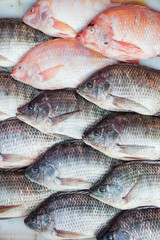 Black Tilapia or Tilapia and Red Tilapia for background