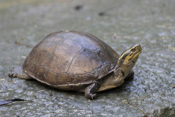 Image of an eastern chicken turtle in thailand