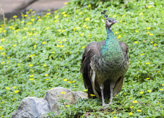 Image of a beautiful peacock on nature background.