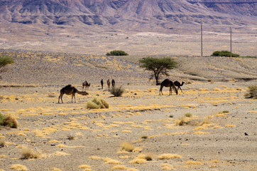 Fototapeta na wymiar Camels on moroccan desert