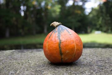 Kürbis im Wald