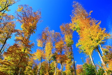 Golden trees in fall landscape, blue sky in background