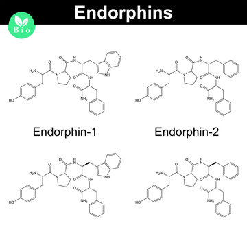 Human endomorphins chemical structures