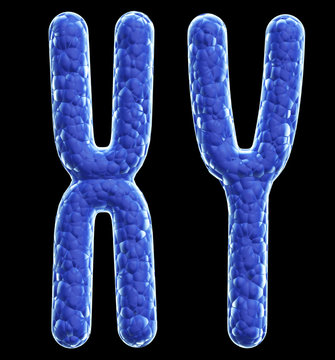 X And Y Chromosomes