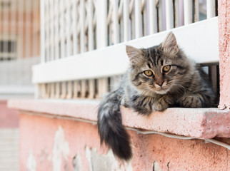 kedi