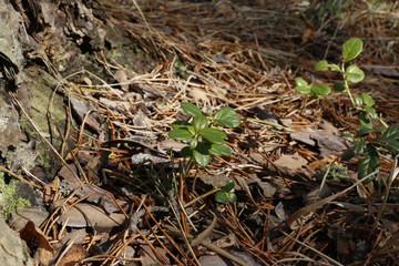 First grass in a forest