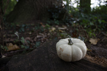 Kürbis im Wald
