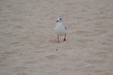 Seagull