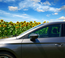 car on a field