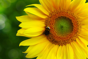 Obraz premium Close up of sunflower