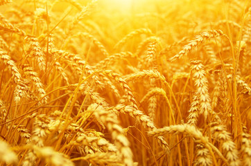  Wheat field on sun