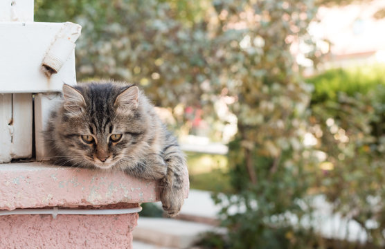kedi