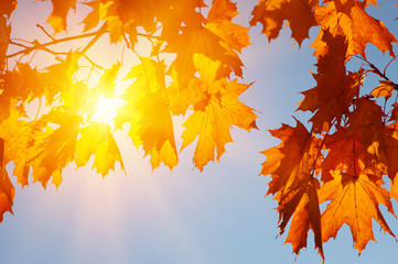  Autumn leaves on the sun