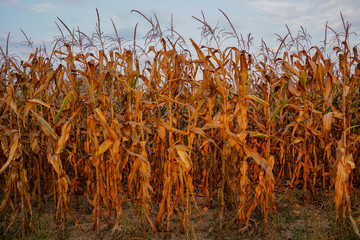 Corn field before harvest. Agriculture in Romania. In the middle of September
