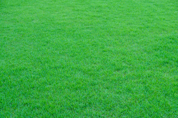 Green Grass in nature for background and texture