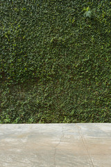 concrete floor and green leaf ivy plant covered stone fence wall © sutichak