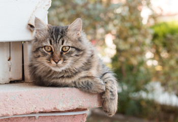 kedi