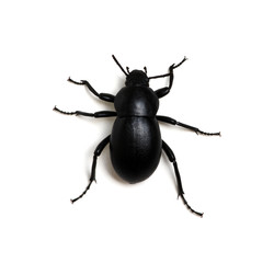 black beetle on white