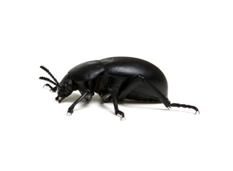 black beetle on white