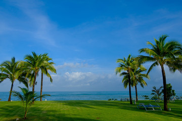 Fototapeta na wymiar Coconut Palm tree by the ocean in Hawaii, Kauai