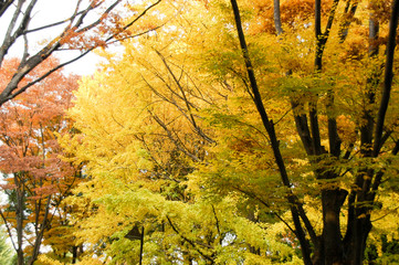 紅葉（上野公園）