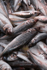 pesce azzurro