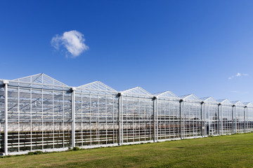 Fototapeta na wymiar Greenhouse in Westland in the Netherlands