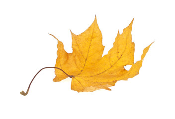 Autumn leaf isolated on a white background
