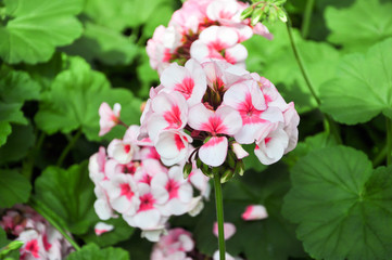 Fototapeta premium flower. white and red petal flower.