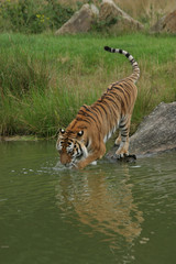 Siberische tijger gaat het water in - obrazy, fototapety, plakaty