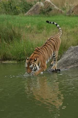 Fototapeten Sibirischer Tiger geht ins Wasser © renatepeppenster
