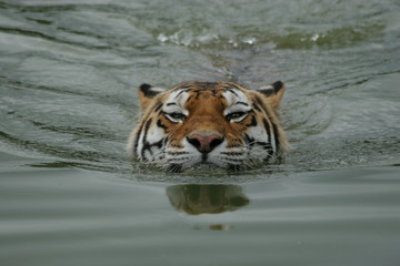 Siberische tijger aan het zwemmen
