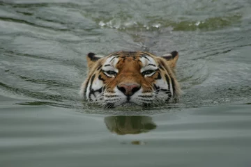Fototapeten Sibirischer Tiger schwimmen © renatepeppenster