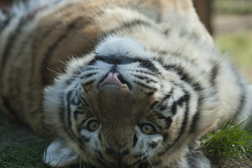Siberische tijger kijkt onderste boven