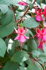 flower. Fucshia (name). beautiful  colors flower.