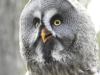 Eulen