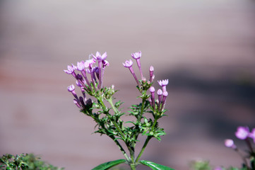 Fototapeta premium Flower. violet flower. purple flower. beautiful flower.