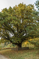 Fototapeta na wymiar Oldest oaks in Lithuania.