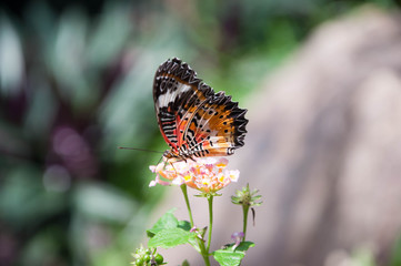 Animal. Beautiful butterfly.