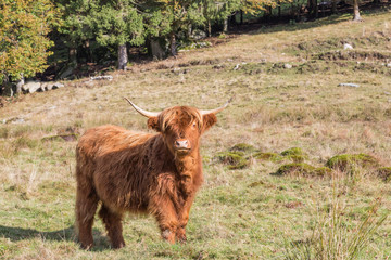 vache de race highland