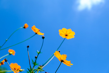 asia, beautiful, beauty, bloom, blooming, blossom, blossoming, b © ahorizon
