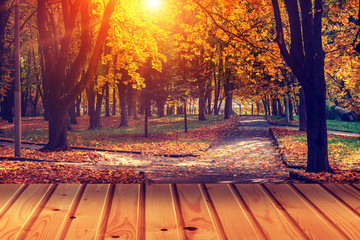Naklejka na ściany i meble Sunlight in the autumn forest. Beauty nature background